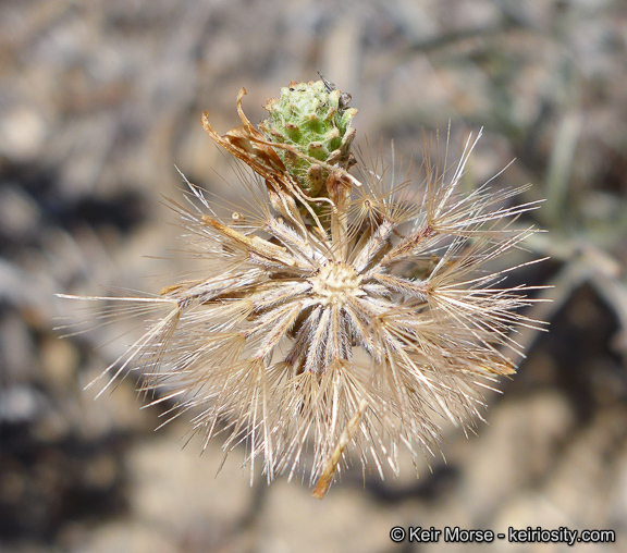 Image of common sandaster