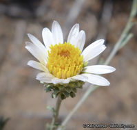 Image of common sandaster