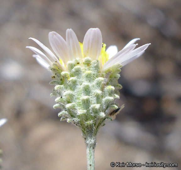 Sivun Corethrogyne filaginifolia (Hook. & Arn.) Nutt. kuva