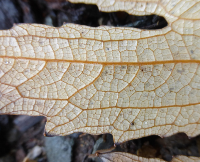 Image of Bocconia arborea S. Wats.