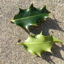 Ilex aquifolium L. resmi