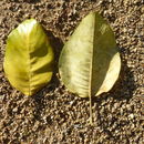 Image of Magnolia delavayi Franch.