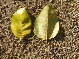 Image of Magnolia delavayi Franch.