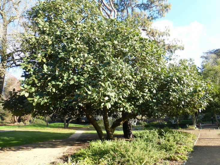 Image of Magnolia delavayi Franch.