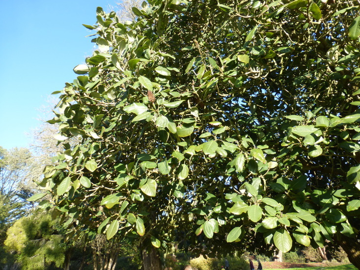 Image of Magnolia delavayi Franch.