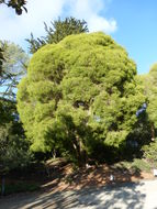 Image de Melaleuca styphelioides Sm.