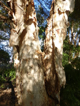 Image of prickly-leaf teatree