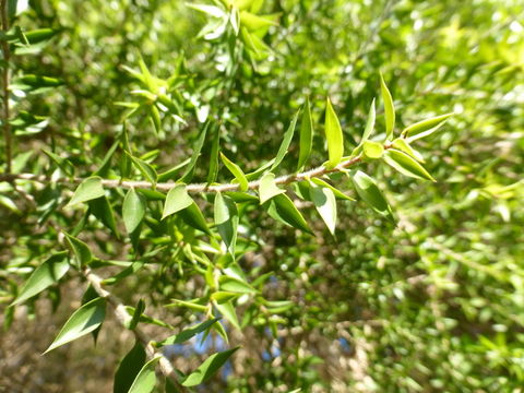 Image of prickly-leaf teatree