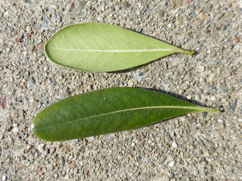 Image de Pittosporum tobira (Murray) Aiton fil.