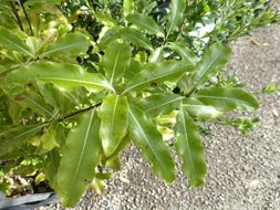 Image de Pittosporum eugenioides A. Cunn.