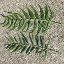 Image of peppertree