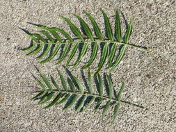 Image of Peruvian peppertree