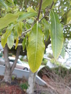 Image de Pittosporum eugenioides A. Cunn.