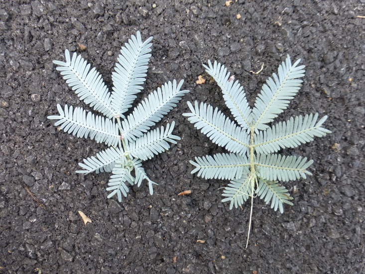 Image of cootamundra wattle