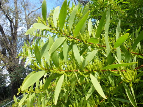 Imagem de Acacia longifolia (Andrews) Willd.