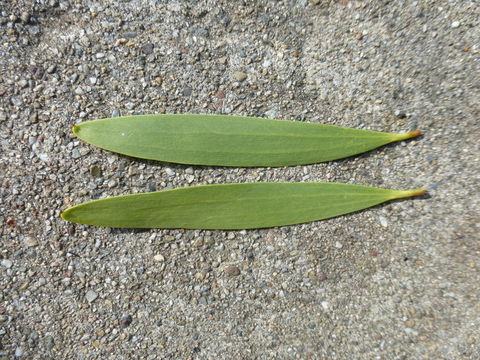 Plancia ëd Acacia longifolia (Andrews) Willd.