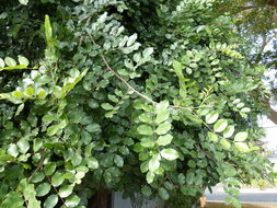 Image of Carob Tree