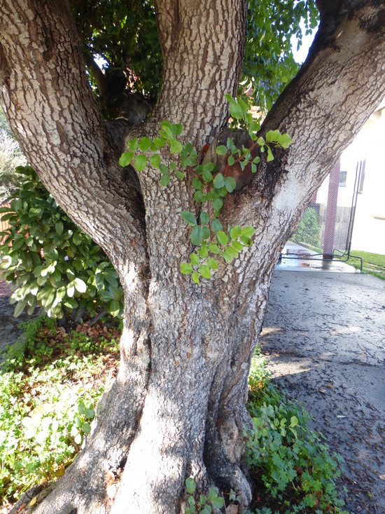 Image of Carob Tree