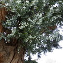 Imagem de Eucalyptus crenulata Blakely & de Beuzev.