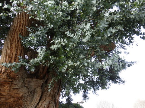 Image of Eucalyptus crenulata Blakely & de Beuzev.