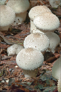 Imagem de Lycoperdon perlatum Pers. 1796