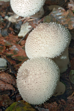 Imagem de Lycoperdon perlatum Pers. 1796