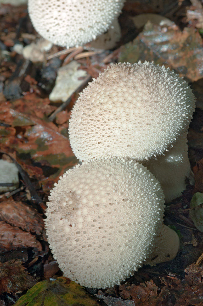 Imagem de Lycoperdon perlatum Pers. 1796