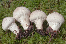 Imagem de Lycoperdon perlatum Pers. 1796