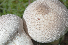 Imagem de Lycoperdon perlatum Pers. 1796