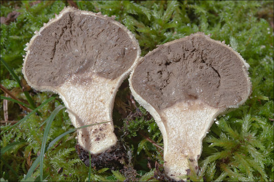 Imagem de Lycoperdon perlatum Pers. 1796