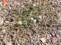 Image of sandwort drymary