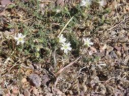 Image of sandwort drymary