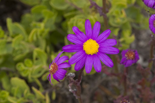 Image of redpurple ragwort