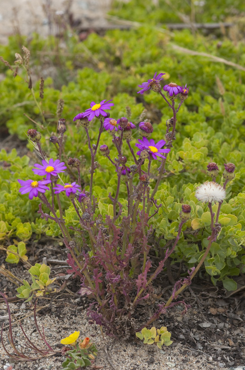 Image of redpurple ragwort