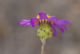 Image of redpurple ragwort