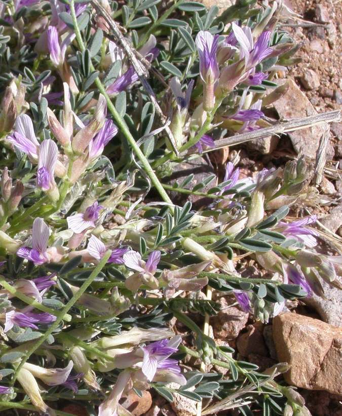 Image of Astragalus pringlei S. Wats.