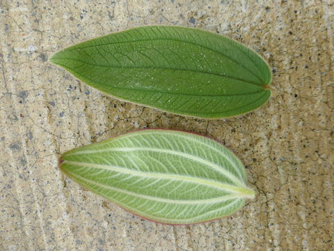 Image of brazilian spider flower