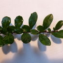 Image of boxleaf azara