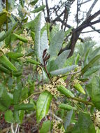 Plancia ëd Aextoxicon punctatum Ruiz & Pav.