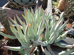 Image of Cotyledon orbiculata var. oblonga (Haw.) DC.