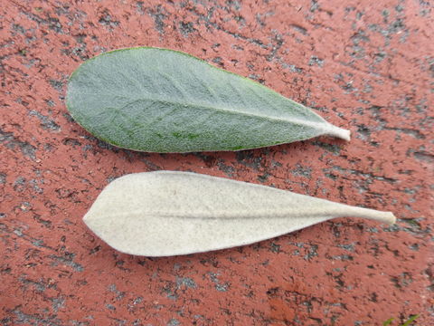 Image of stiffleaf cheesewood