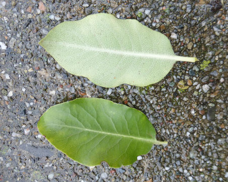 Image de Pittosporum tenuifolium Gaertn.