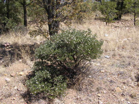 Image of pointleaf manzanita