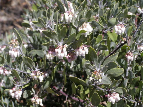 Image of pointleaf manzanita