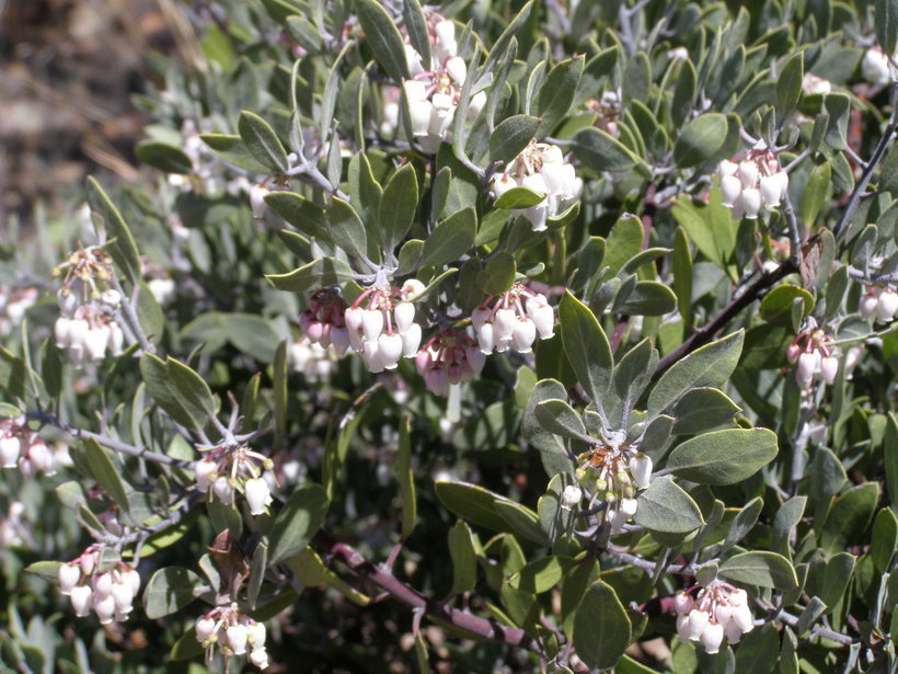 صورة Arctostaphylos pungens Kunth