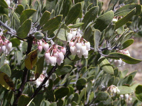 Image of pointleaf manzanita