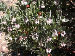 صورة Arctostaphylos pungens Kunth