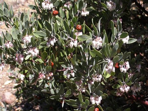 Image of pointleaf manzanita