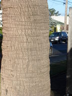 Image of Guadalupe palm