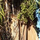 Image of Guadalupe palm